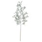 Kvist Cypress Bär 71 cm Kvist Cypress Bär 71 cm