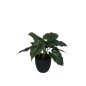 Konstgjord Växt Philodendron 35 cm