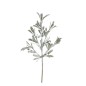 Kvist Cypress Bär 51 cm Kvist Cypress Bär 51 cm