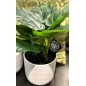 Konstgjord Växt Philodendron 35 cm
