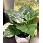 Konstgjord Växt Philodendron 35 cm