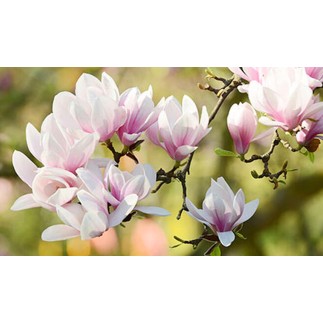 Doftolja Magnolia 10 ml