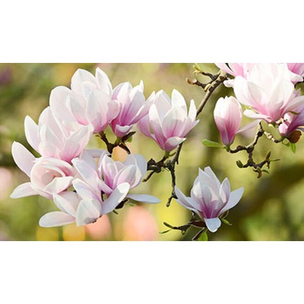 Doftolja Magnolia 10 ml