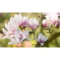 Doftolja Magnolia 10 ml Doftolja Magnolia 10 ml