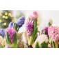 Doftolja Hyacint 10 ml Doftolja Hyacint 10 ml